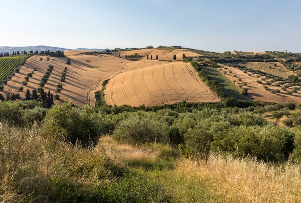 Panoramablick Auf Olivenhaine Und Bauernhöfe Auf Sanften Hügeln Der Abruzzen — Stockfoto