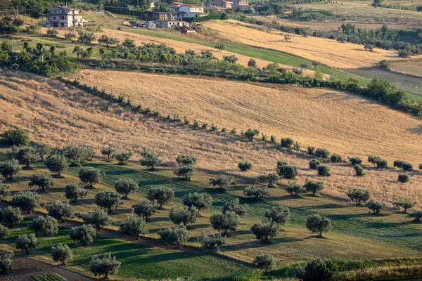 Panoramautsikt Över Olivlundar Och Gårdar Böljande Kullar Abruzzo — Stockfoto