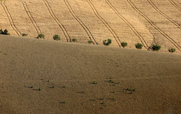 Olivenbäume Zwischen Wachsendem Getreide Auf Sanften Hügeln Der Abruzzen Italien — Stockfoto