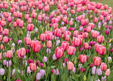 Arka plan. Bir parkta blooming renkli Lale çiçek