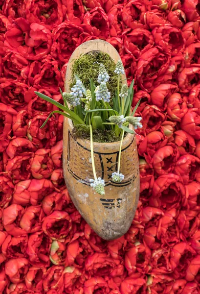 Sabot Hollandais Traditionnel Sur Fond Tulipes Rouges — Photo
