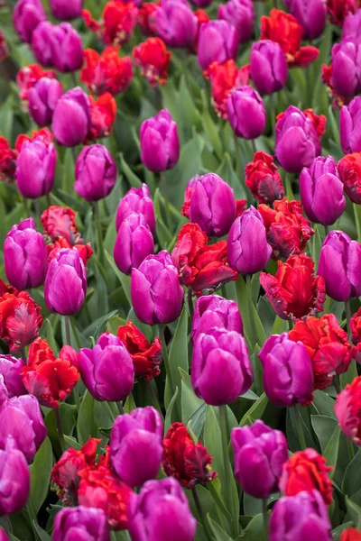 Abstrakter Hintergrund Rote Und Lila Tulpen Blumen Blühen Einem Park — Stockfoto