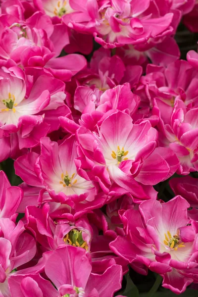 Coloridos Tulipanes Botánicos Flores Que Florecen Jardín —  Fotos de Stock