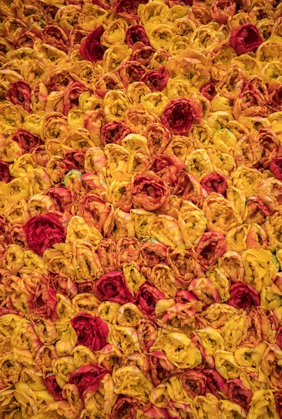 Arka Plan Turuncu Kırmızı Lale Çiçek Close — Stok fotoğraf