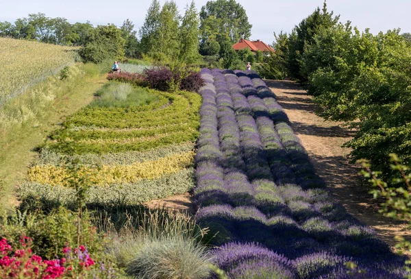 Ostrow Polen Juni 2018 Ein Garten Voller Lavendel Arrangiert Von — Stockfoto