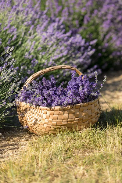ahşap sepet lavanta kokulu demetleri dolu