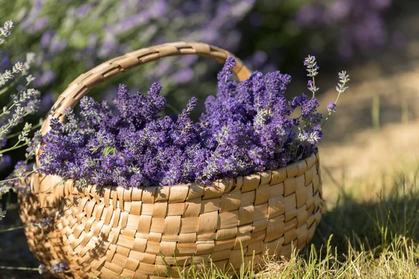 Ein Holzkorb Voller Duftender Lavendelsträuße — Stockfoto