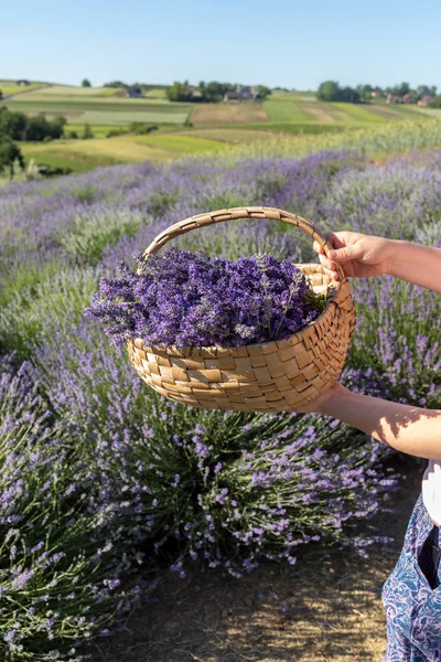 ahşap sepet lavanta kokulu demetleri dolu
