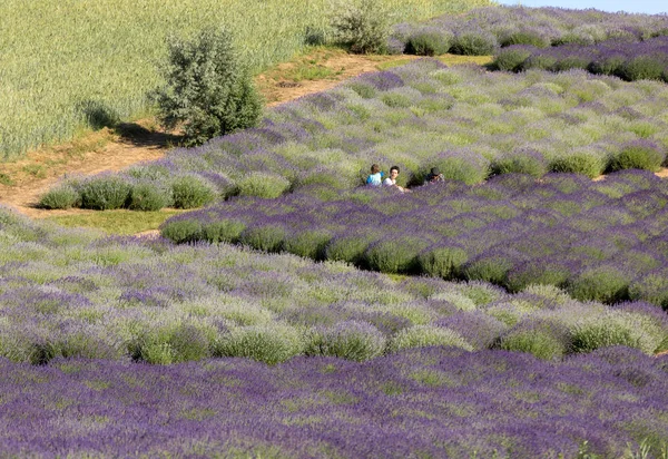 Ostrow Poland June 2018 Garden Full Lavender Arranged Barbara Andrzej — Stock Photo, Image