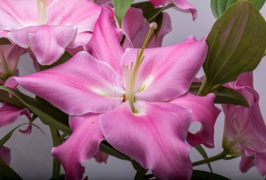 Pembe zambak çiçeklerine yakın çekim. Bu cinsteki türlerin yaygın isimleri arasında peri çiçeği zephyr zambak zambağı sihirli Atamasco zambağı ve yağmur zambağı bulunur..