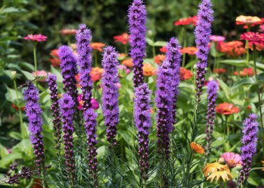 Yaz bahçede Liatris spicata çiçek