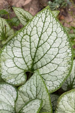 Heartleaf brunnera, Sibirya böceği parlatıcısı (Brunnera makrophylla 'Jack Frost') bahçede