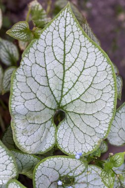 Heartleaf brunnera, Sibirya böceği parlatıcısı (Brunnera makrophylla 'Jack Frost') bahçede