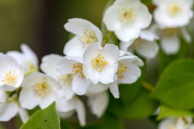 Yasemin bahçe içinde güzel çiçek şube