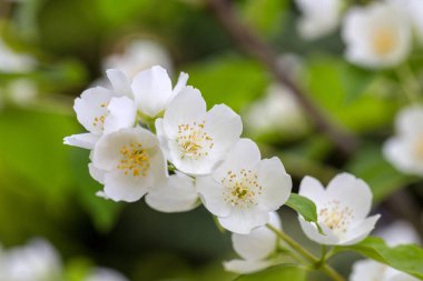 Yasemin bahçe içinde güzel çiçek şube