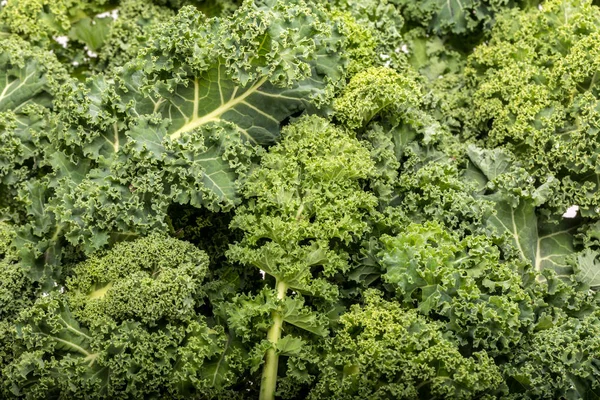 Een Gezonde Verse Krullende Boerenkool — Stockfoto