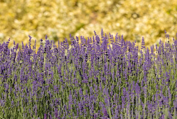 Der Blühende Lavendel Und Oregano Hintergrund — Stockfoto