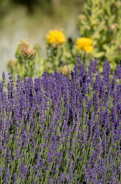 Las Florecientes Flores Lavanda Cardo Estrella Amarillo —  Fotos de Stock