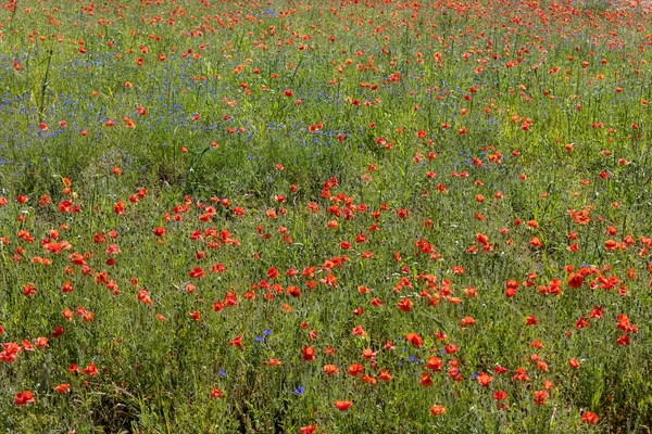 Pittoresco Paesaggio Con Papaveri Rossi Tra Prati — Foto Stock