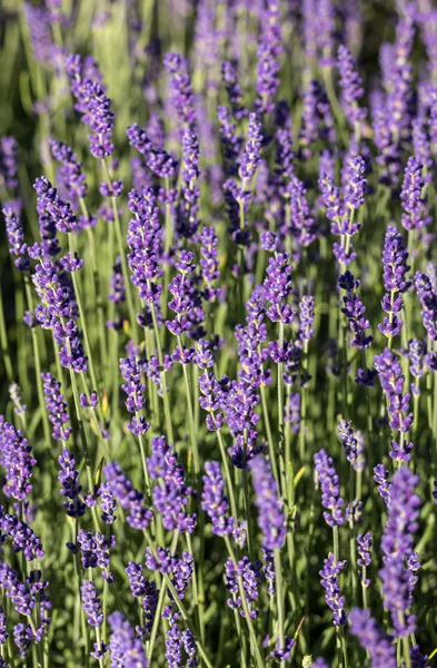Tuin Met Bloeiende Lavendel — Stockfoto