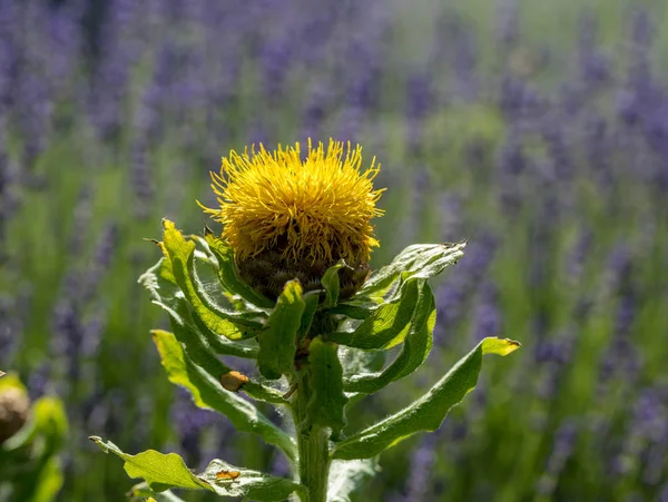 Blooming Yellow Star Thistle Flowers Lavender Field Background — Stock Photo, Image