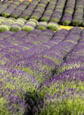Ostrow, Polonya - 6 Haziran 2018: A 'Bahçe lavanta dolu' Barbara ve Andrzej Olender içinde Ostrw göre düzenlenmiş Krakow 40 km. Koku ve lavanta rengi sağlar Provence gibi hissetmeye ziyaretçi.