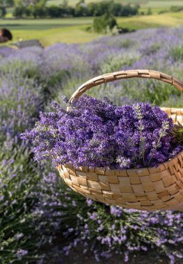 ahşap sepet lavanta kokulu demetleri dolu