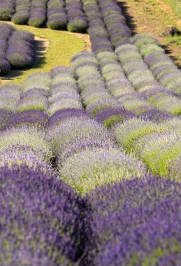 Ostrow, Polonya - 6 Haziran 2018: A 'Bahçe lavanta dolu' Barbara ve Andrzej Olender içinde Ostrw göre düzenlenmiş Krakow 40 km. Koku ve lavanta rengi sağlar Provence gibi hissetmeye ziyaretçi.