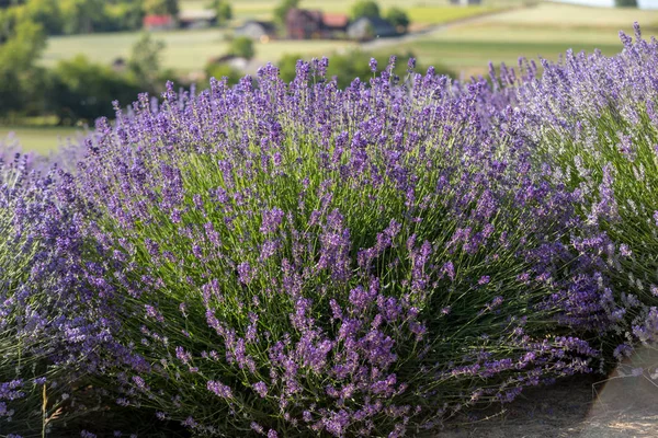 Ostrow Polonia Junio 2018 Jardín Lleno Lavanda Organizado Por Barbara —  Fotos de Stock