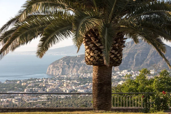 Palmboom Met Golf Van Napels Vesuvius Achtergrond — Stockfoto