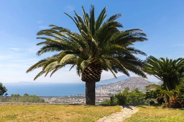 Napoli Körfezi ve Vesuvius palmiye ağacı içinde belgili tanımlık geçmiş