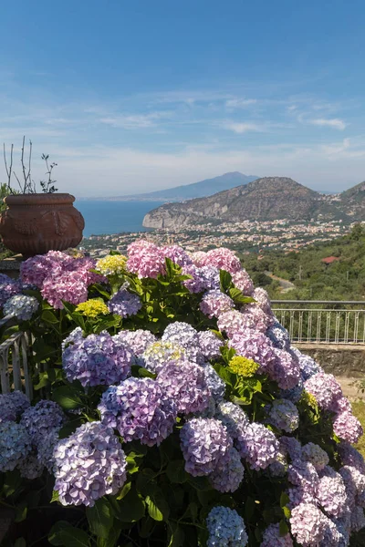 Hortensia Floreciente Con Golfo Nápoles Vesubio Fondo — Foto de Stock