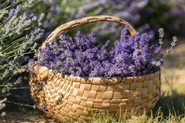 ahşap sepet lavanta kokulu demetleri dolu