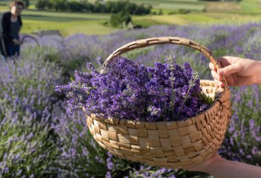 ahşap sepet lavanta kokulu demetleri dolu