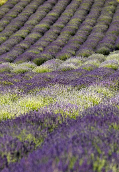 Garden Flourishing Lavender — Stock Photo, Image