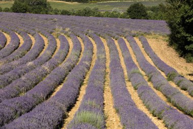 Lavanta tarlada Sault Provence, Fransa