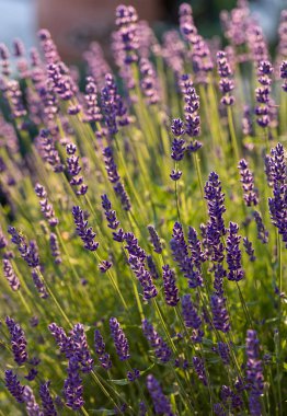  Fransa, Sault yakınlarındaki Provence 'de açan lavanta çiçekleri.