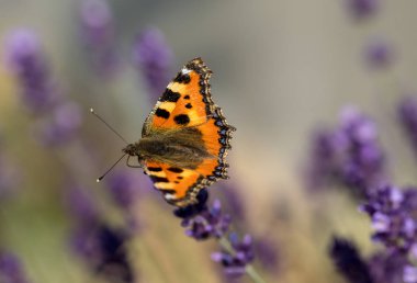 Çiçek açan lavanta çiçeklerinde renkli Kelebek 