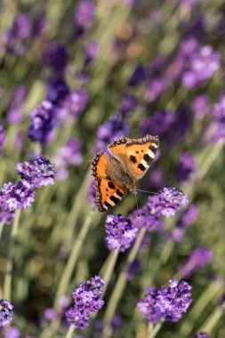 Çiçek açan lavanta çiçeklerinde renkli Kelebek 