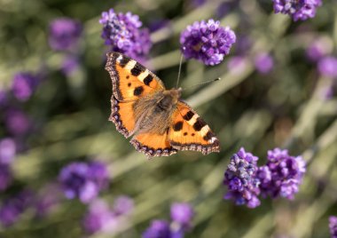 Çiçek açan lavanta çiçeklerinde renkli Kelebek 