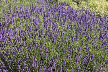  Fransa, Sault yakınlarındaki Provence 'de açan lavanta çiçekleri.