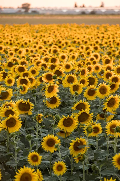 Campo Girassóis Perto Arles Provence França — Fotografia de Stock