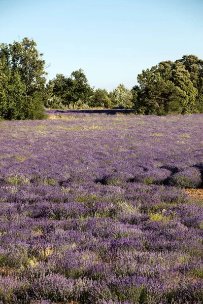 Campo Lavanda Perto Sault Provence França — Fotografia de Stock