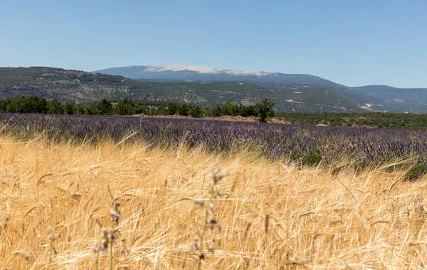 Cornfield Lavendel Velden Buurt Van Sault Mont Ventoux Achtergrond Provence — Stockfoto