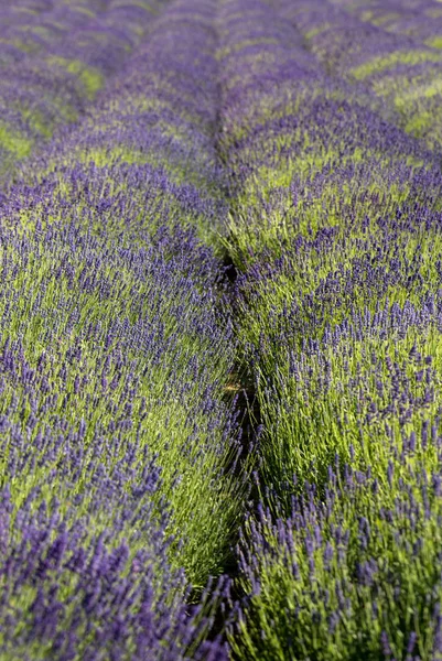 Kvetoucí Levandulové Květy Provence Poblíž Sault Francie — Stock fotografie