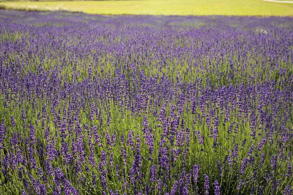 Flores Lavanda Florescendo Provence Perto Sault França — Fotografia de Stock