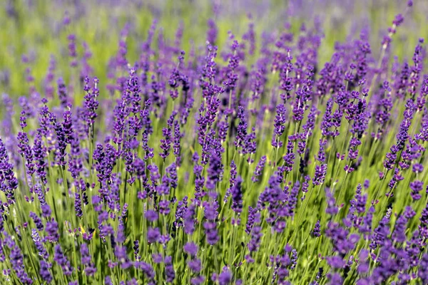 Flores Lavanda Florescendo Provence Perto Sault França — Fotografia de Stock