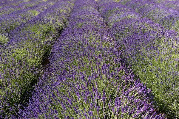 Flores Lavanda Florescendo Provence Perto Sault França — Fotografia de Stock