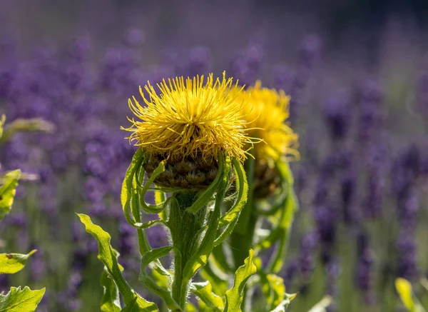 Flourishing Lavender Yellow Star Thistle Flowers — Stock Photo, Image