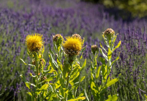 Flourishing Lavender Yellow Star Thistle Flowers — Stock Photo, Image